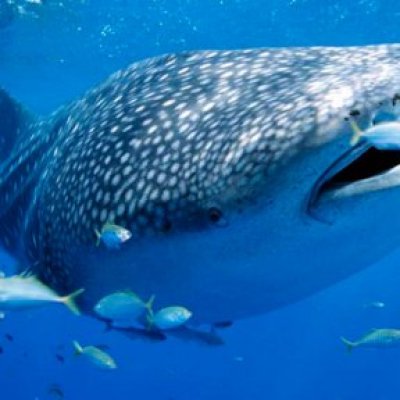 whale shark
