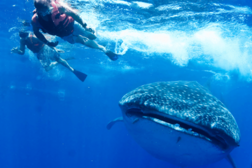 snorkeler with whale shark