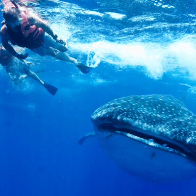 snorkeler with whale shark