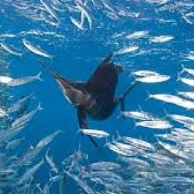 sailfish surrounded by school of sardines
