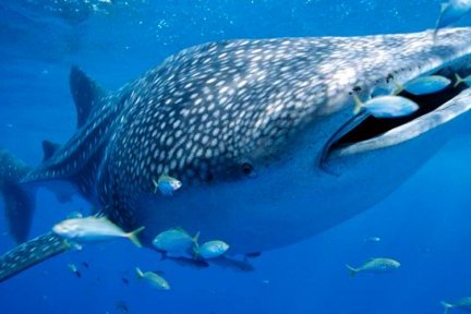 whale shark