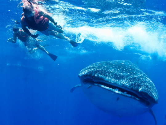 snorkeler with whale shark