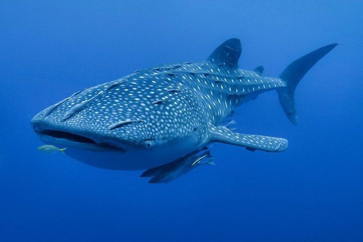 whale shark