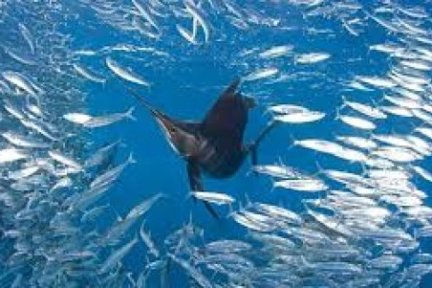 sailfish surrounded by school of sardines