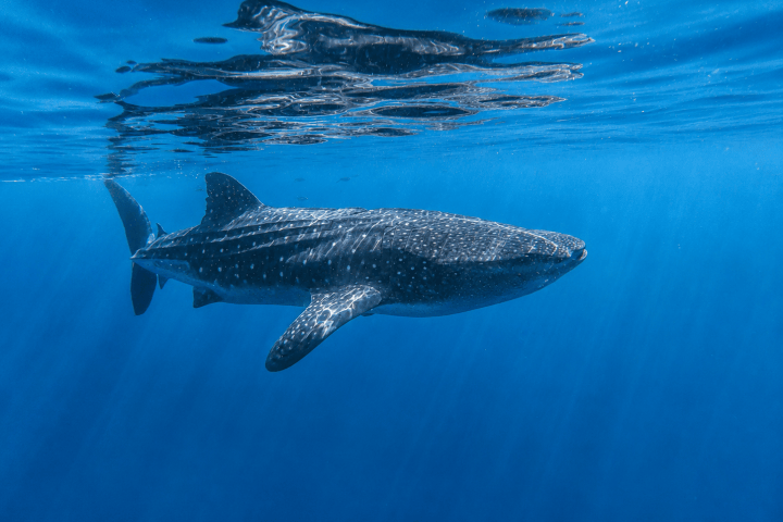 Whale shark swimming near the surface of clear blue ocean water.